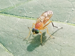 Ptecticus testaceus