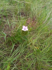 Ruellia cordata