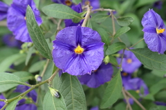 Lycianthes rantonnetii