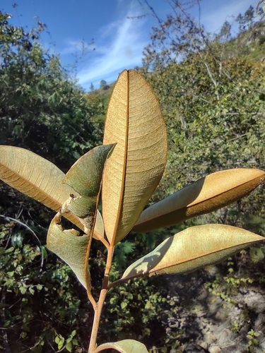 Chrysophyllum cainito