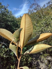 Chrysophyllum cainito