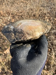 Lasmigona complanata