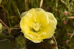 Opuntia gilvescens