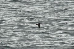 Puffinus subalaris