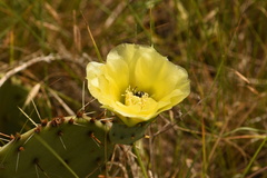 Opuntia gilvescens