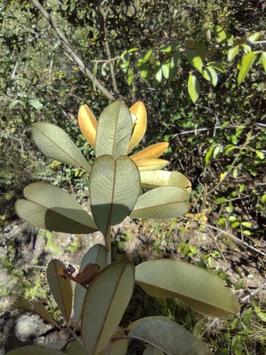 Chrysophyllum cainito