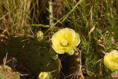 Opuntia gilvescens