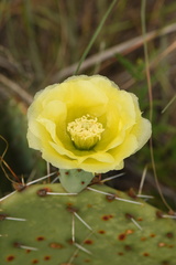 Opuntia gilvescens