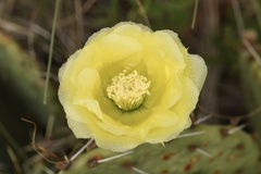 Opuntia gilvescens