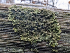 Melanohalea exasperatula