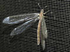 Myrmeleon acer