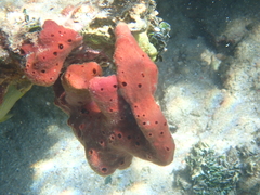 Amphimedon compressa