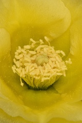 Opuntia gilvescens