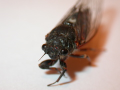 Cicadetta montana