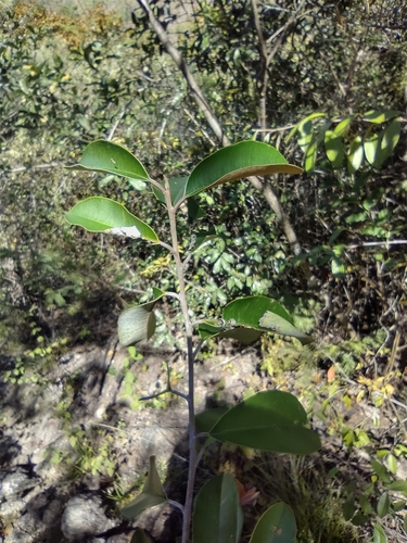 Chrysophyllum cainito