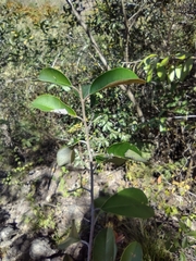 Chrysophyllum cainito