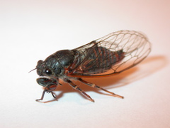 Cicadetta montana
