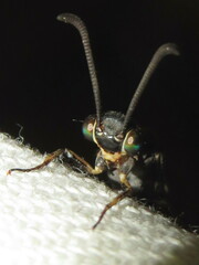 Myrmeleon acer