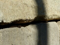 Tarentola mauritanica