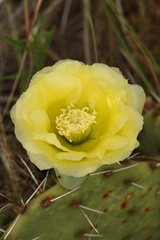 Opuntia gilvescens