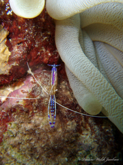 Ancylomenes pedersoni