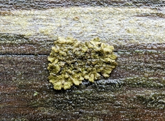 Melanohalea exasperatula