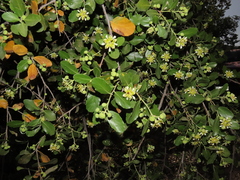 Quillaja saponaria