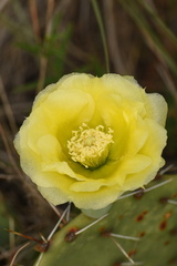 Opuntia gilvescens
