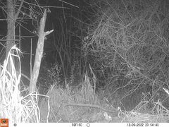 Sylvilagus aquaticus