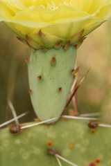 Opuntia gilvescens