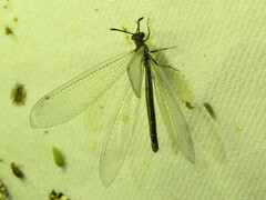 Myrmeleon acer