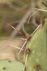 Opuntia gilvescens