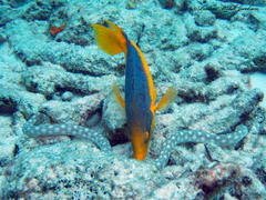 Myrichthys breviceps