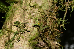Lepanthes saltatrix