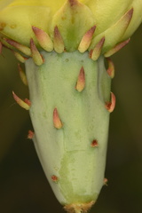 Opuntia gilvescens