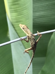 Anolis antonii