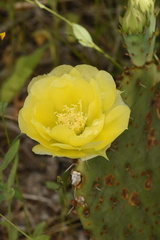 Opuntia gilvescens