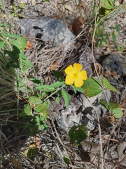Turnera ulmifolia