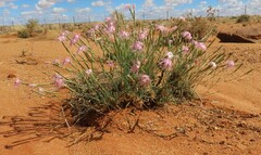 Dianthus namaensis