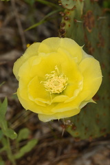 Opuntia gilvescens