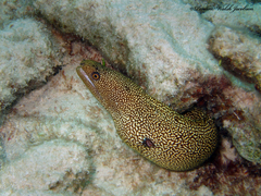 Gymnothorax miliaris