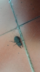 Scotobius pilularius