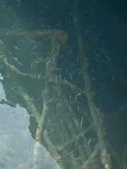 Atheriniformes