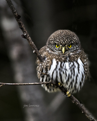 Glaucidium gnoma