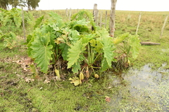 Thaumatophyllum undulatum