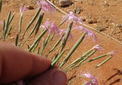 Dianthus namaensis