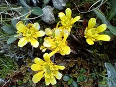 Ranunculus gracilipes