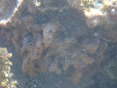 Ircinia felix