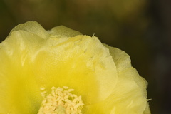 Opuntia gilvescens