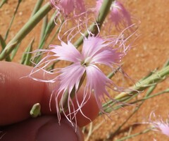 Dianthus namaensis